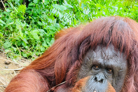 From Penang: Orang Utan Island Tour with Boat Ride