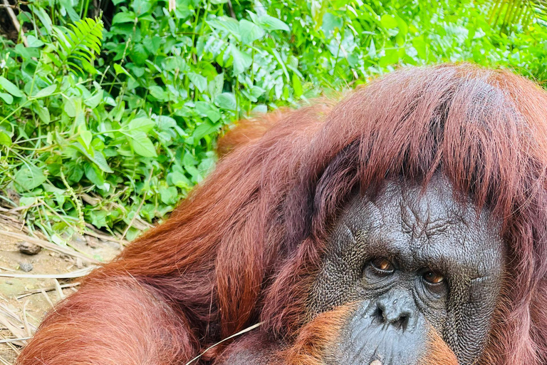 From Penang: Orang Utan Island Tour with Boat Ride