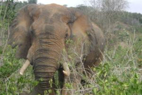 Vanuit mombasa: Shimba Hills National Reserve Dagsafari