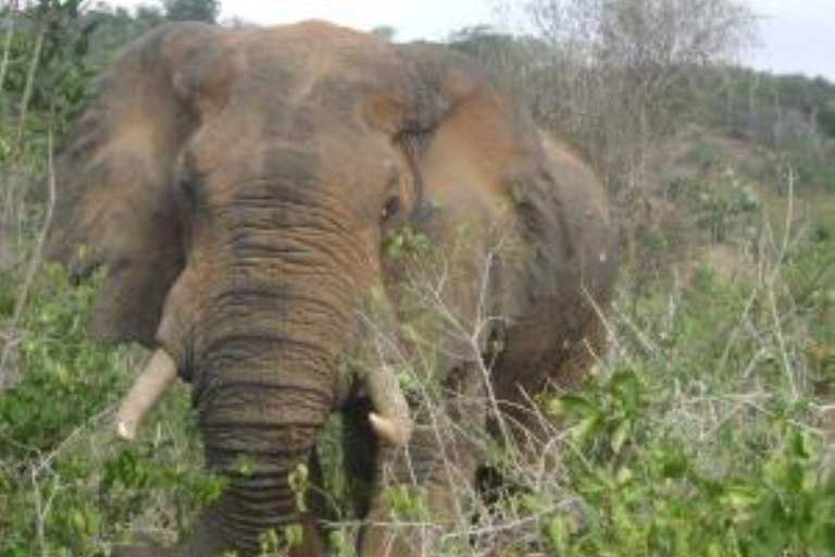 Från Mombasa: Shimba Hills National Reserve Dagsafari