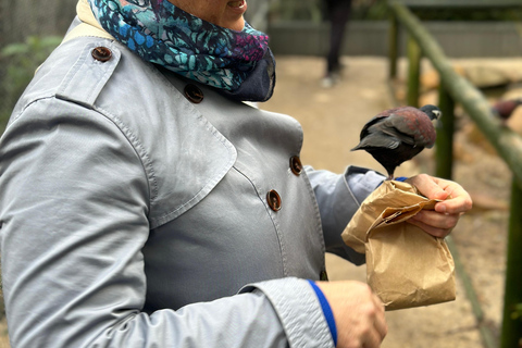 Vanuit Adelaide: Knuffel een Koala en historische Hahndorf Tour