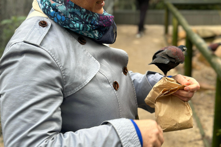 Von Adelaide aus: Kuscheln mit einem Koala und historische Hahndorf-Tour