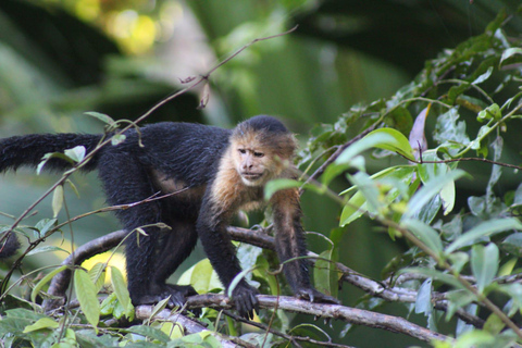 From SanJosé: 3-Day Tortuguero National Park Tour with Meals
