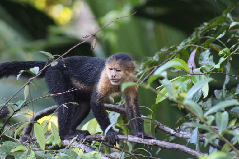From SanJosé: 3-Day Tortuguero National Park Tour with Meals