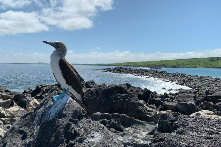 San Cristóbal: Sightseeing Tour to Isla Lobos with Snorkeling, Tour Guide and Lunch Included San Cristóbal: Sightseeing tour to Isla Lobos with snorkeling, tour guide and lunch included