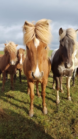 Iceland: Volcanic Landscape Horse Riding Tour
