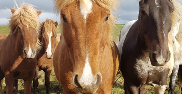 Iceland: Volcanic Landscape Horse Riding Tour