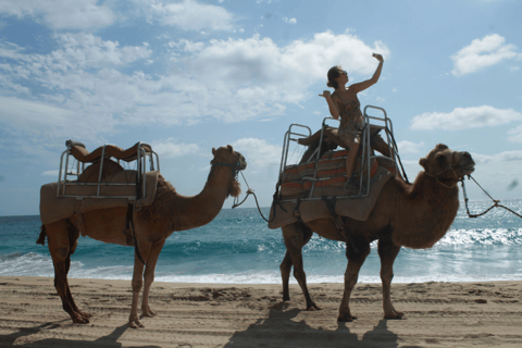 Cabo San Lucas: Amazing Camel Adventure on the Beach