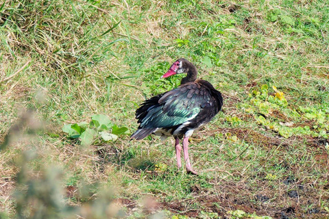 Nairobi: Half Day guided tour to Nairobi National Park