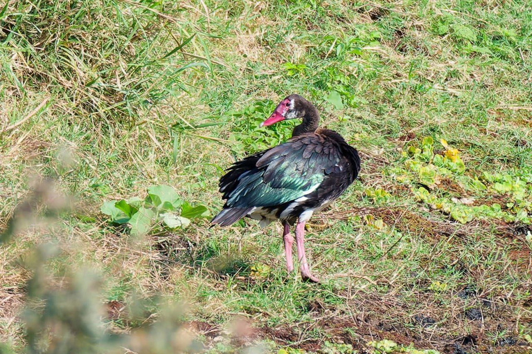 Nairobi: Half Day guided tour to Nairobi National Park