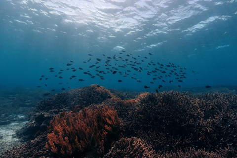 From Bali: Private Half-Day Snorkeling Tour to Nusa Penida Half Day Private Boat Trip with Hotel Transfers