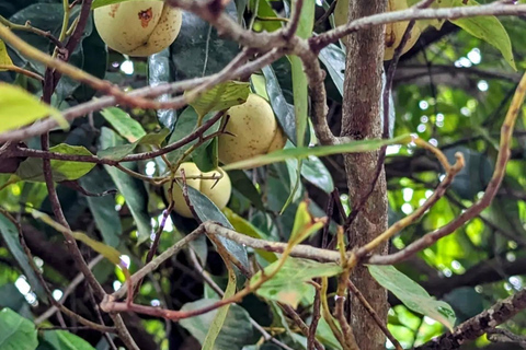 Zanzibar : Stone Town, visite des épices et de l'île prison avec déjeunerVisite privée