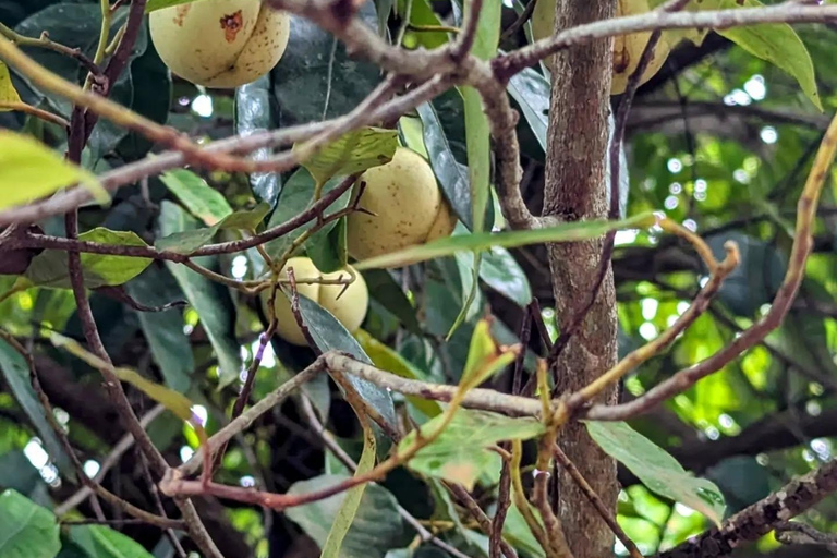 Zanzibar : Stone Town, visite des épices et de l'île prison avec déjeunerVisite privée