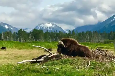 Anchorage: Wildlife, Glacier, and Wine Tasting Tour