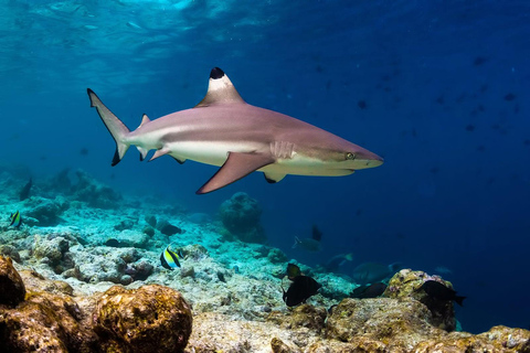 Ko Phi Phi Don: Excursión de un día en lancha rápida con buceo con esnórquel con tiburones