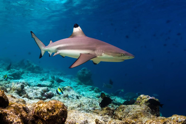 Ko Phi Phi Don : Excursion en bateau rapide avec plongée en apnée avec les requins