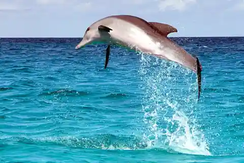 From Cebu:Pamilacan, Virgin Island, Dolphin Watching & Lunch