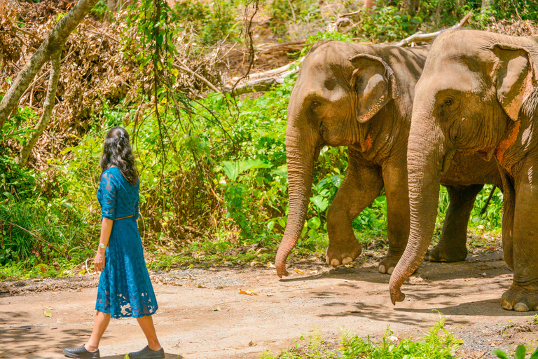Phuket: Half‑Day Elephant Care Experience Including Lunch