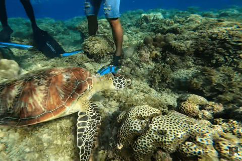 宿务：跳岛游佩斯卡多尔岛、沙丁鱼游和海龟天堂