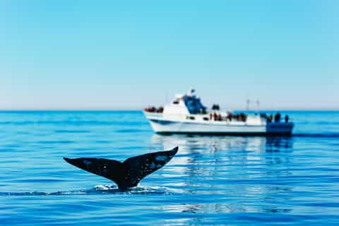 Newport Beach: 2-Hour Whale Watching Tour