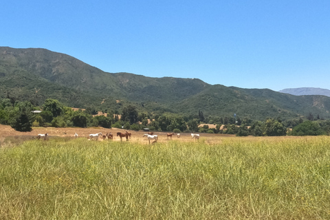 Curacaví Valley: Private Wine Tour of Viña Lopez Pangue and El Cuadro Curacaví Valley: Private Wine Route Tour - Viña Lopez Pangue and El Cuadro