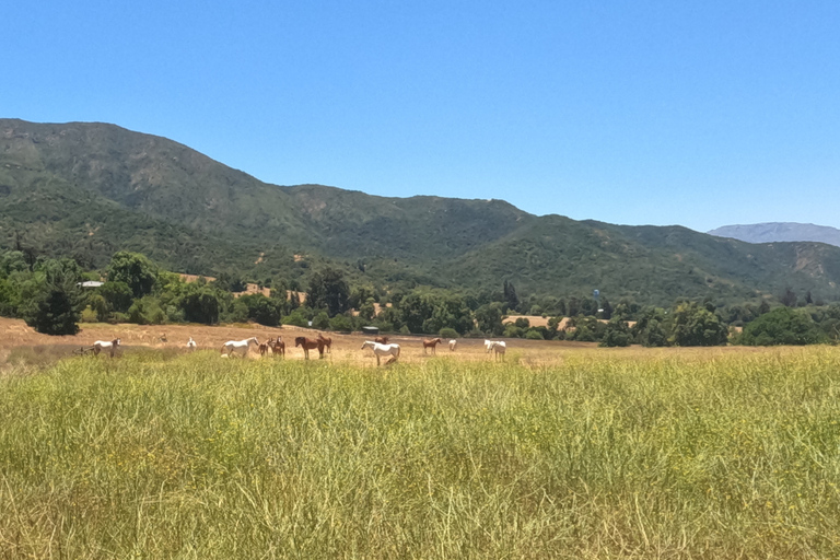 Curacaví Valley: Private Wine Tour of Viña Lopez Pangue and El Cuadro Curacaví Valley: Private Wine Route Tour - Viña Lopez Pangue and El Cuadro