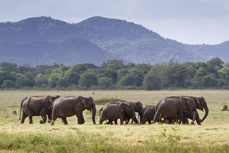 Safari in jeep con gli elefanti nel Parco Nazionale di Minneriya