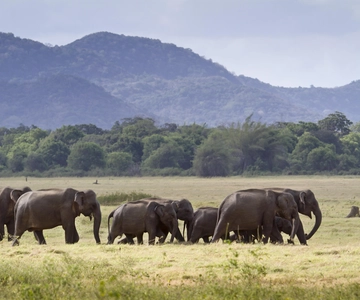 Minneriya half day elephant safari/largest gathering