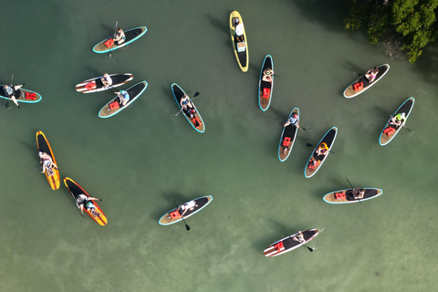 Tour d'avventura con delfini, lamantini e tartarughe marine a Bonita Springs!