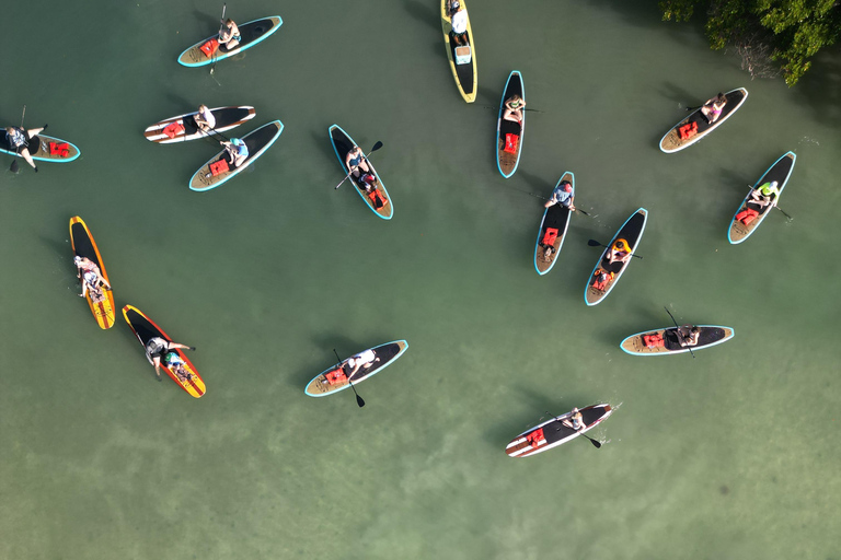 Tour d'avventura con delfini, lamantini e tartarughe marine a Bonita Springs!