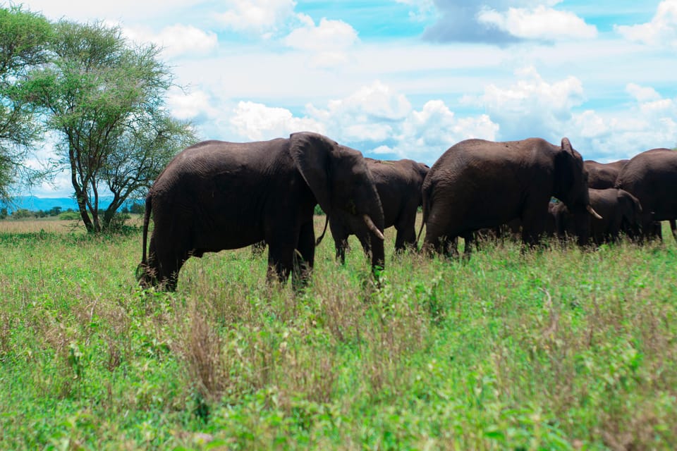 Tage Tansania Safari Last Minute Manyara Serengeti Getyourguide