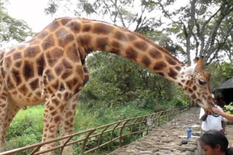 Demi-journée - orphelinat des éléphants, centre des girafes et fabrique de perles