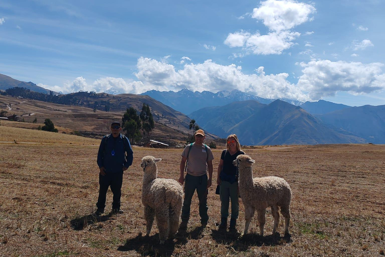 Cusco: Llama and Alpaca Trekking in the Sacred Valley
