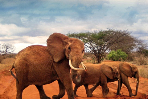 Red Elephants & Kilimanjaro Views: 3-day Tsavo East/Amboseli