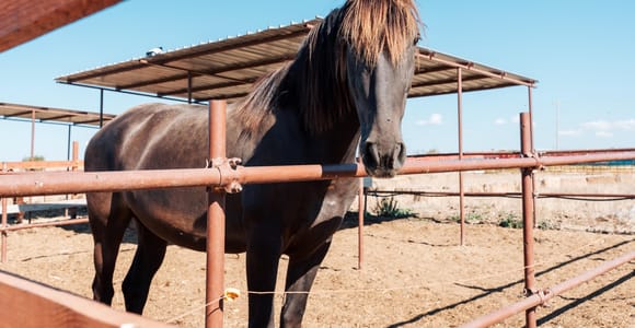 Gravina in Puglia: Guided Farm Visit & Horse Ride