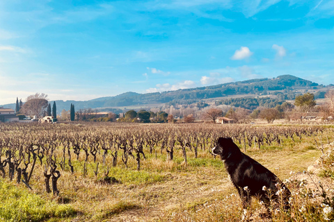 Dégustation de vin à PatrimonioCasta