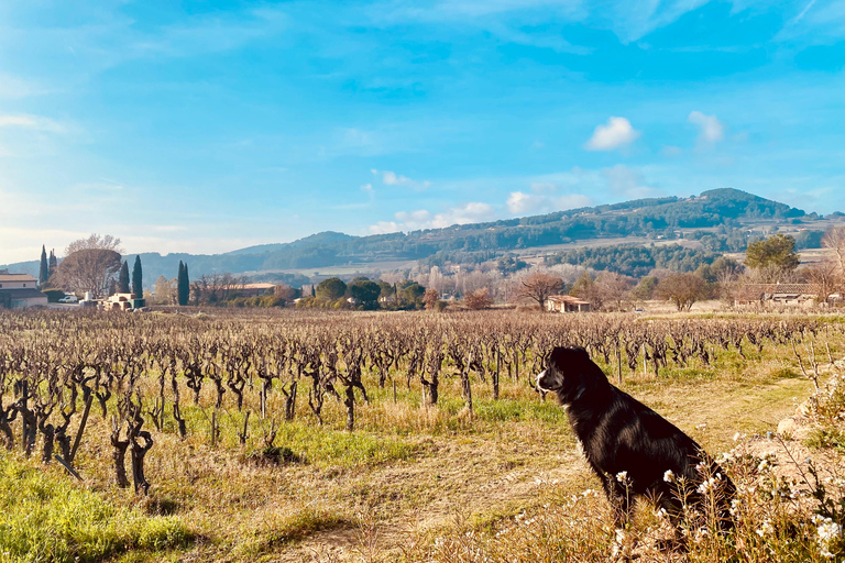 Dégustation de vin à PatrimonioCasta