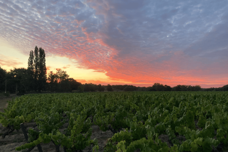 Visit an estate and taste wines in the Nantes vineyards