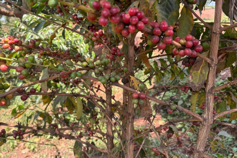 Kigali: Coffee Tour with Hotel Pickup and Tasting
