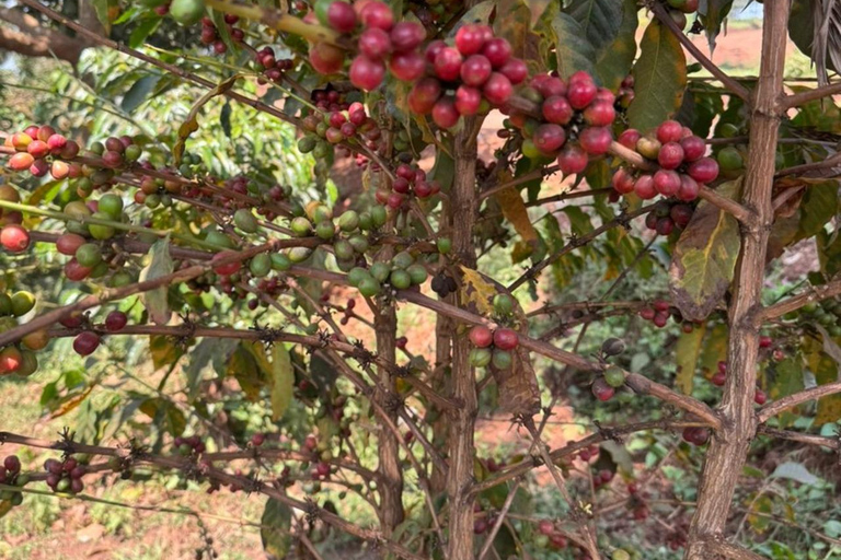 Kigali: Coffee Tour with Hotel Pickup and Tasting