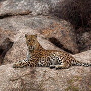 Ranthambore: tiger safari with expert guide & picup drop