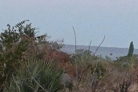 Livingstone: Game Drive & Cultural Tour Game viewing and Rhino walk in the Mosi oa Tunya park