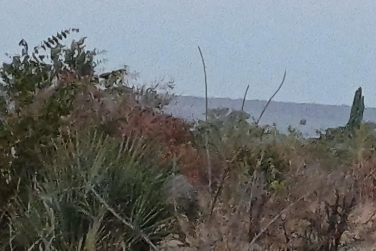 Livingstone: Game Drive & Cultural Tour Game viewing and Rhino walk in the Mosi oa Tunya park