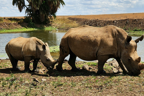 Nairobi National Park, Elephant Orphanage & Giraffe Centre