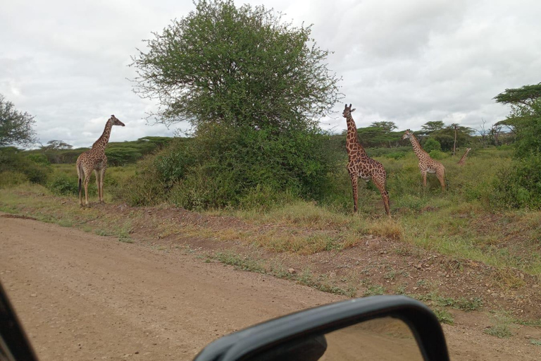 Parco Nazionale di Nairobi Tour per piccoli gruppiTour per piccoli gruppi del Parco Nazionale di Nairobi