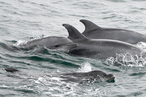 San Diego : Croisière observation des baleines