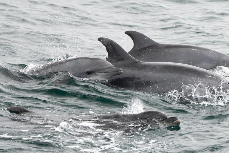 San Diego: Tour de avistamiento de ballenas