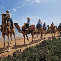 From Agadir or Taghazout, Flamingo River Camel Ride & Tea - Housity
