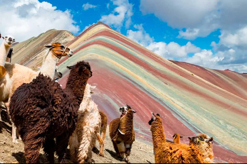 Depuis Cusco : Montagne de l'arc-en-ciel 1 jour + petit-déjeuner et déjeuner