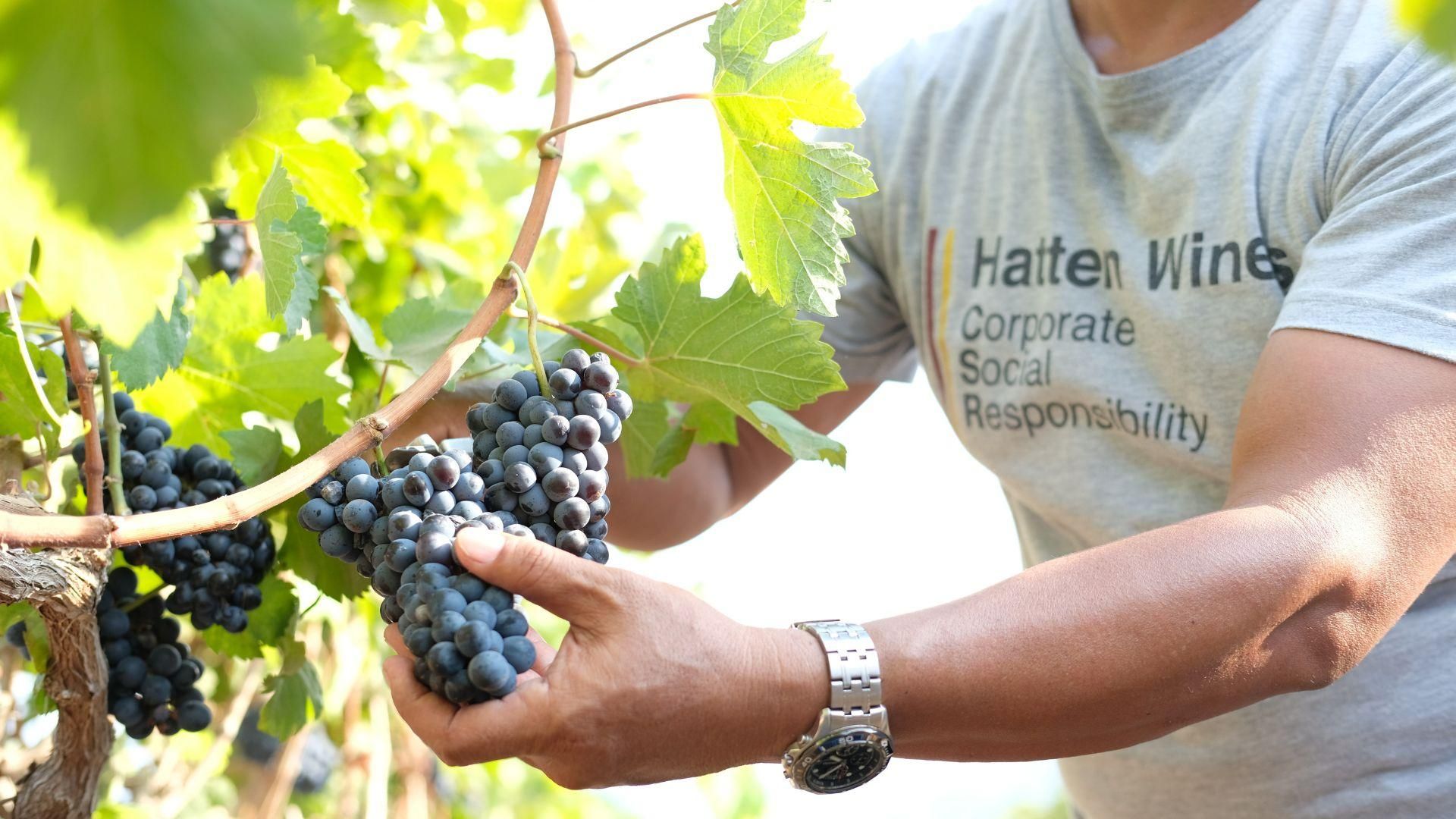 Bali: Private Weinberg-Tour, Weinprobe und Reisterrassen